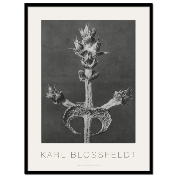 Karl Blossfeldt, Salvia Aethiopis