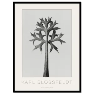 Karl Blossfeldt, Eryngium