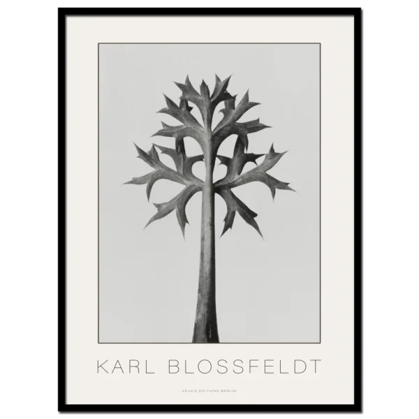 Karl Blossfeldt, Eryngium