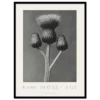 Cirsium Canum (Queen Anne Thistle)