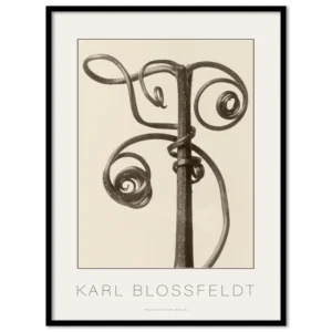 Karl Blossfeldt, Cucurbita