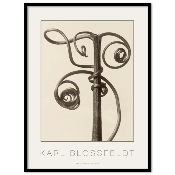 Karl Blossfeldt, Cucurbita