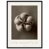 Karl Blossfeldt, Blumenbachia Hieronymi