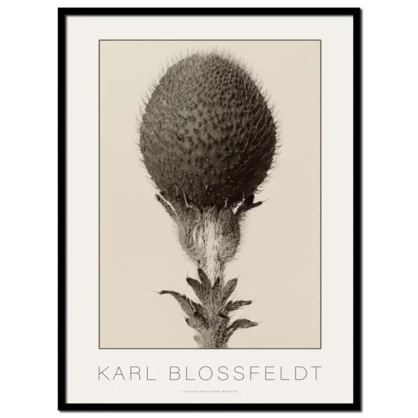 Karl Blossfeldt,
Pflanze mit großer Samenknolle