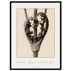 Karl Blossfeldt, Dipsacus Laciniatus