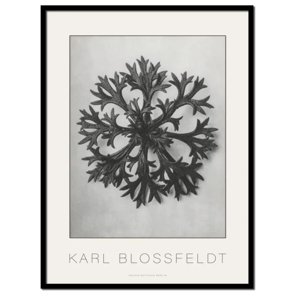 Karl Blossfeldt,
Saxifraga Wilkommiana