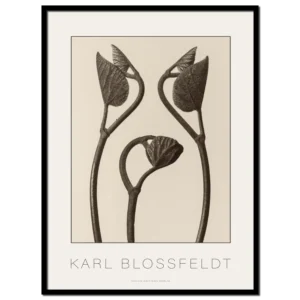 Karl Blossfeldt, Aristolochia