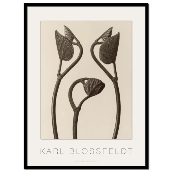 Karl Blossfeldt, Aristolochia