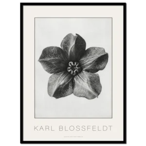 Karl Blossfeldt, Cobea Scandens