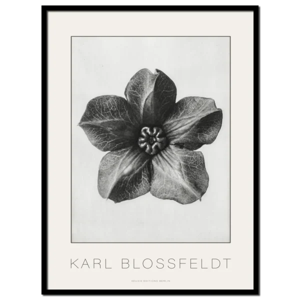 Karl Blossfeldt, Cobea Scandens