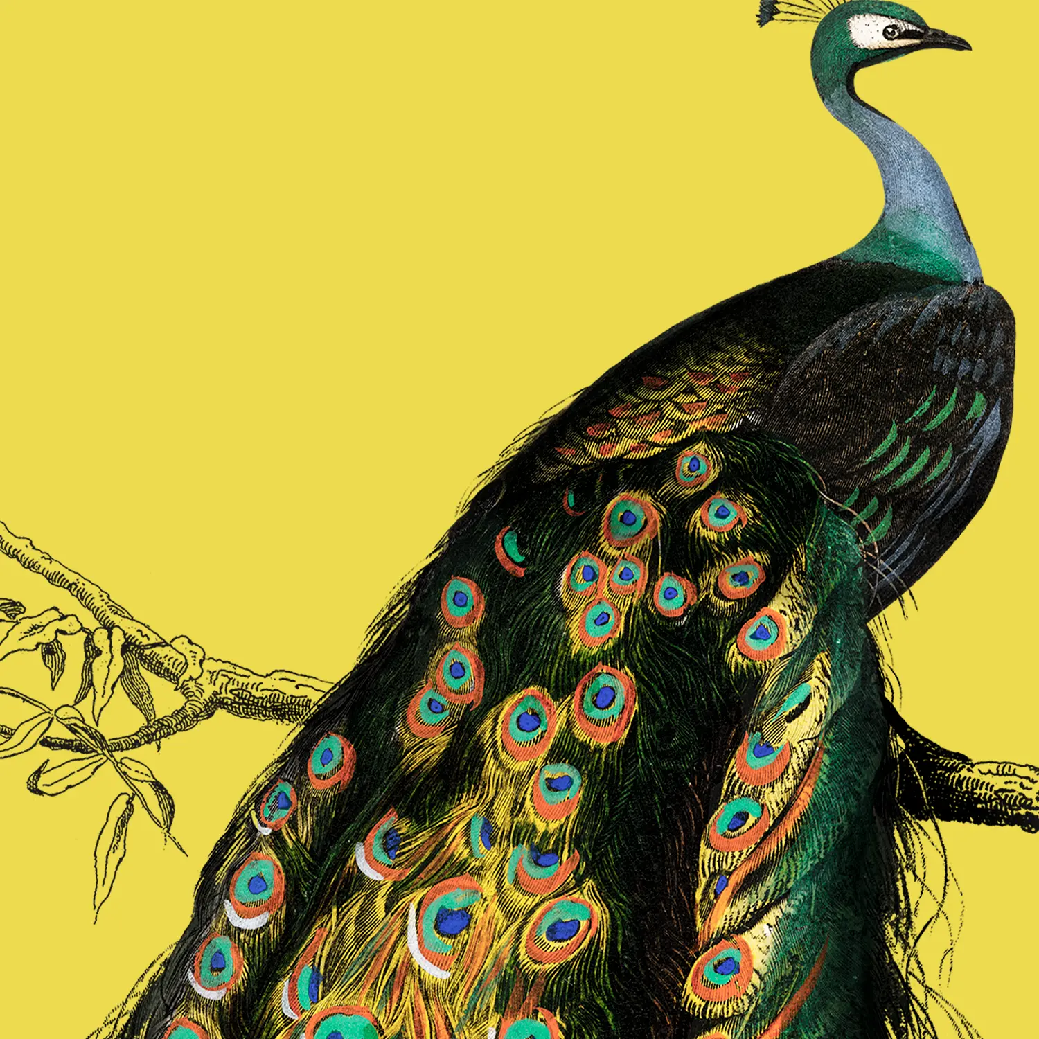 Peacock - Image 2