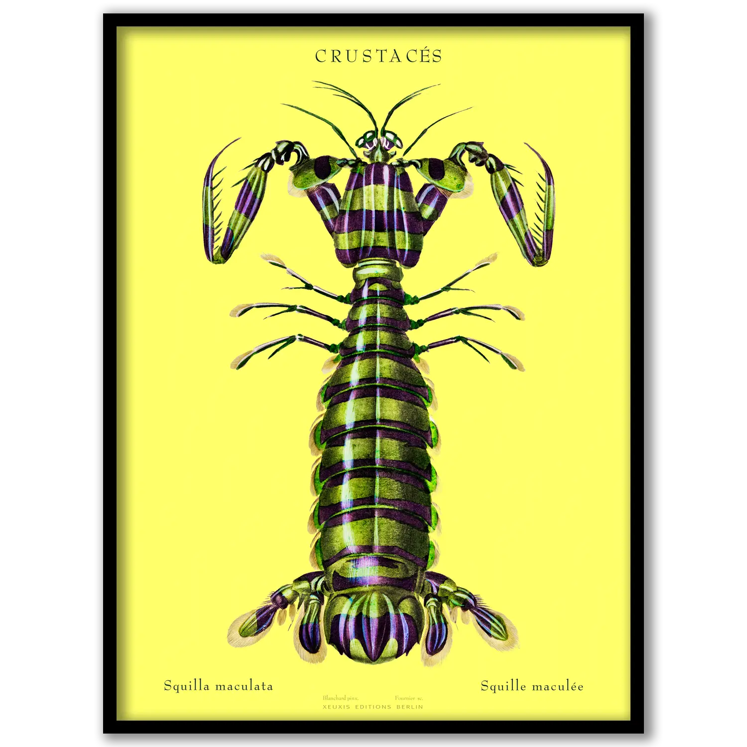 Spotted Mantis Shrimp