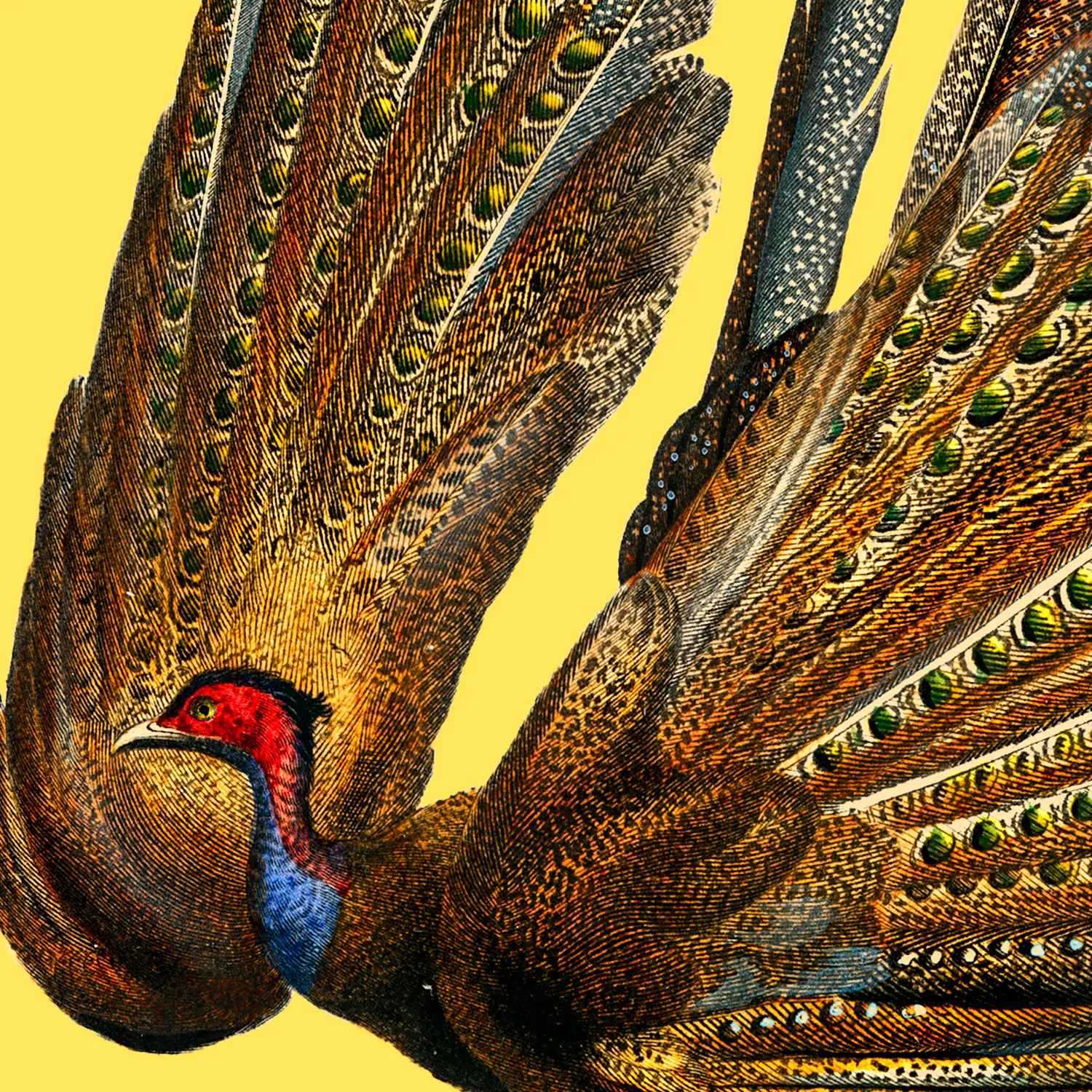 Great Argus - Image 3