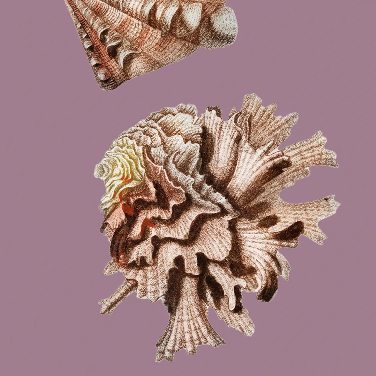 Various Mussels I. - Image 3