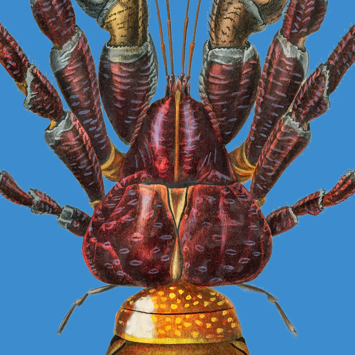 Coconut crab - Image 2