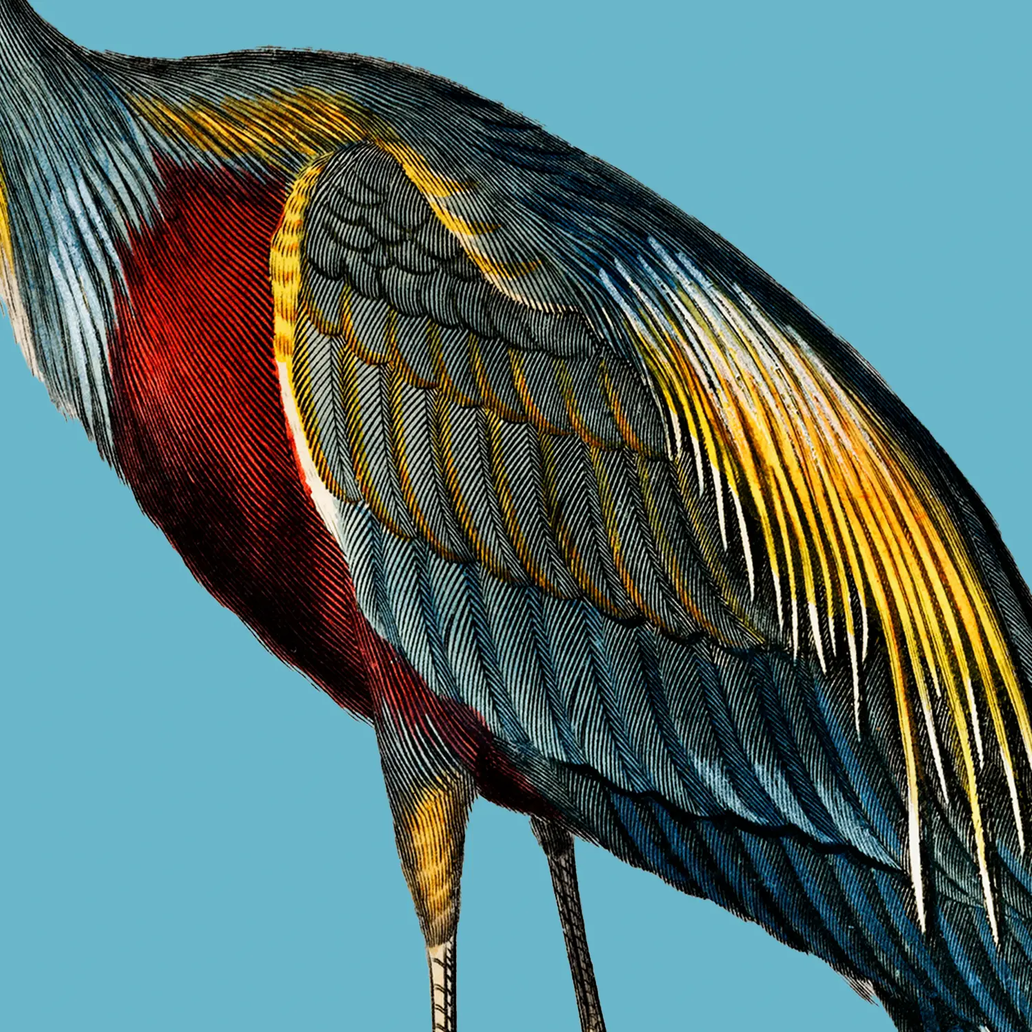 Purple Heron - Image 2