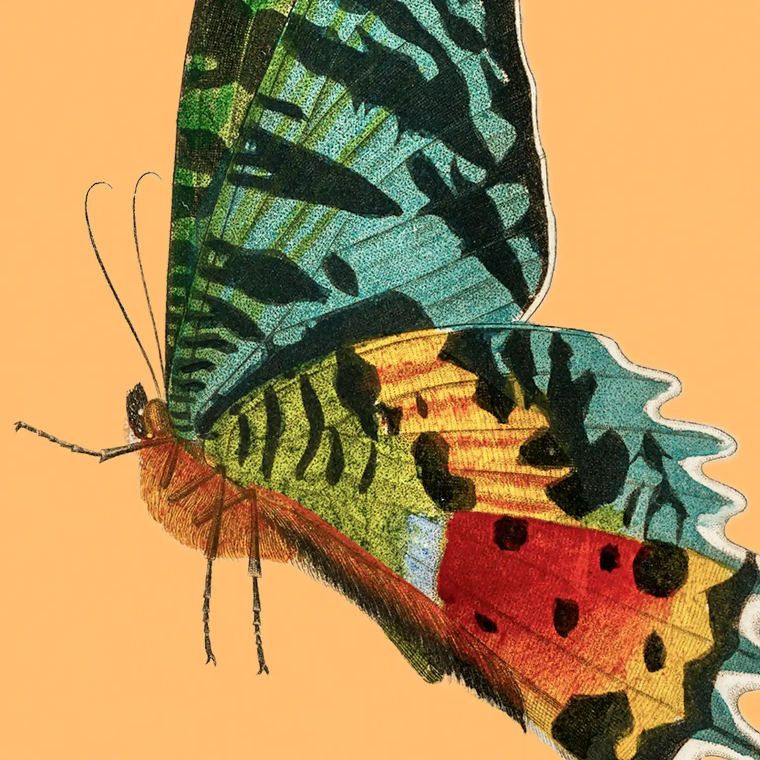 Urania Swallowtail - Image 3
