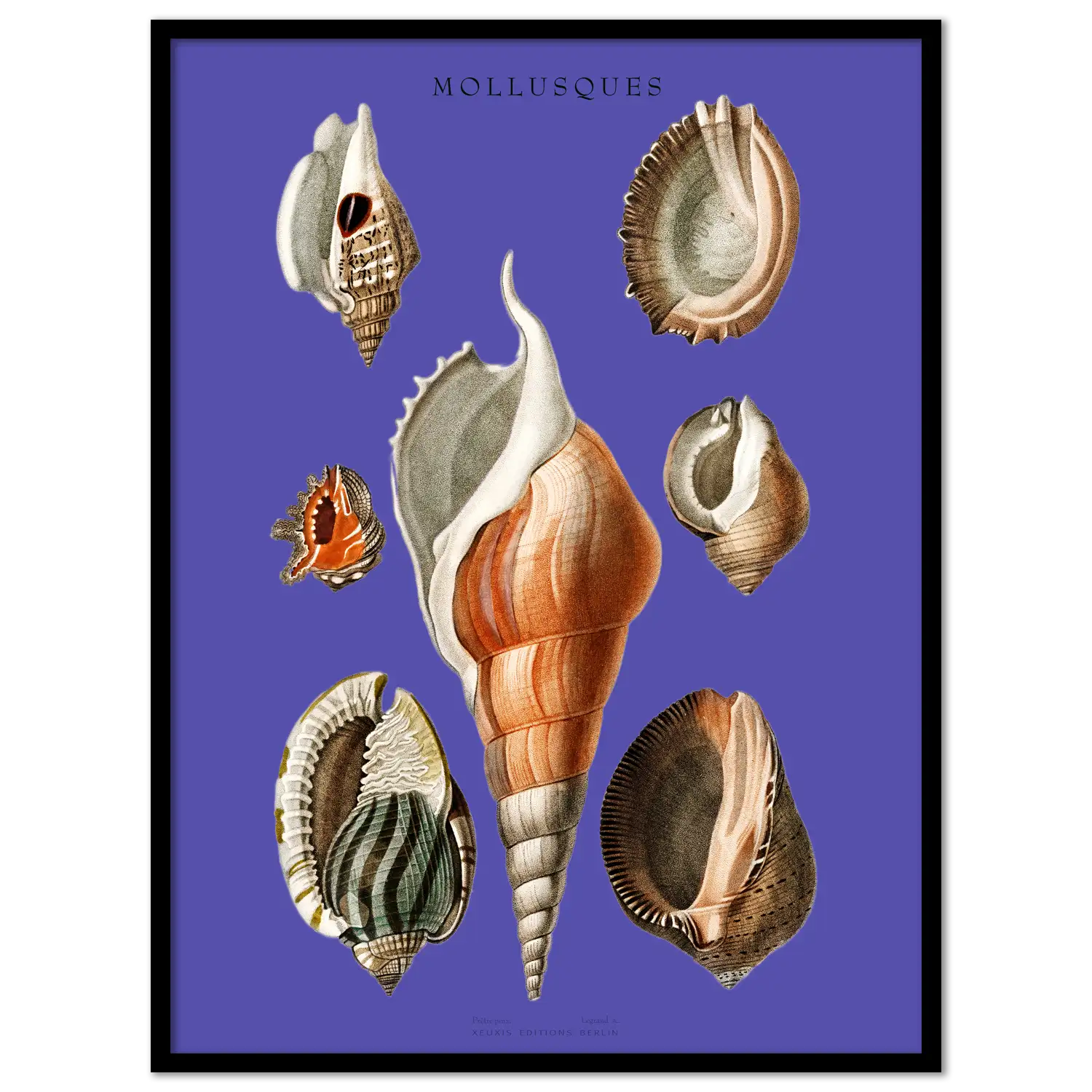 Various Mussels III.