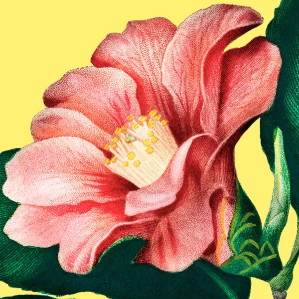 XO95x XS dOrbigny camellia di japon