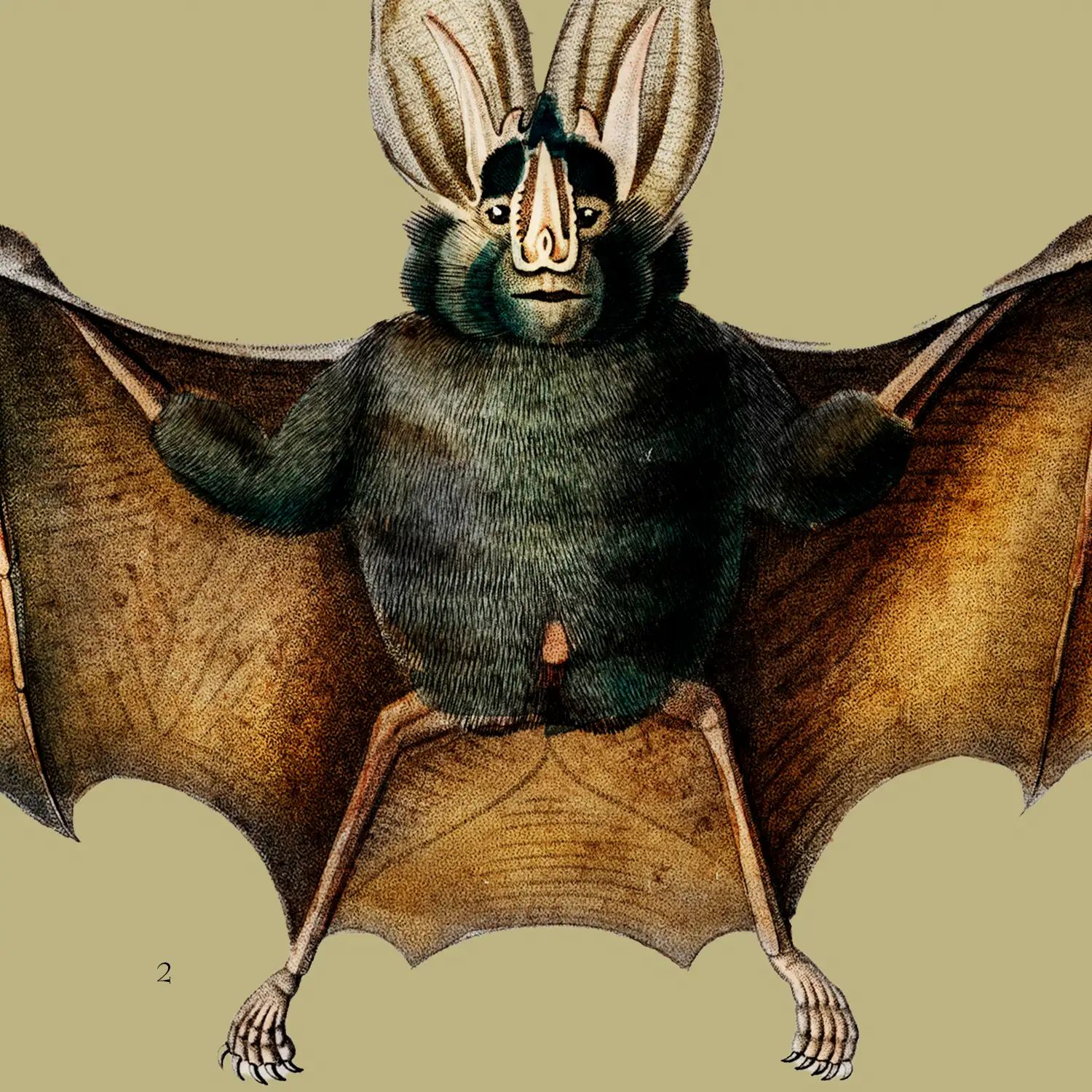 Bats - Image 2